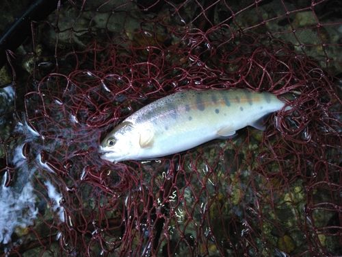 ヤマメの釣果