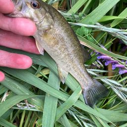 スモールマウスバス