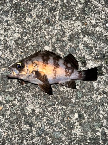 メバルの釣果
