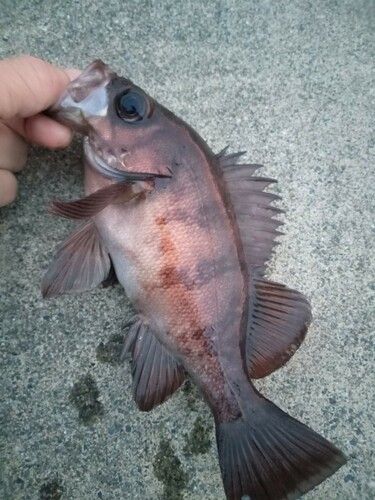 メバルの釣果