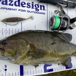 スモールマウスバス