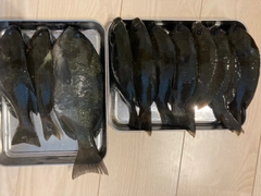 グレの釣果
