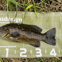 スモールマウスバス