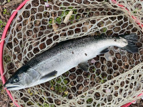 サクラマスの釣果