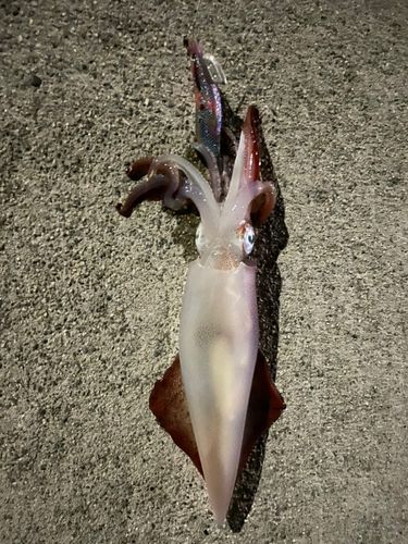 アカイカの釣果