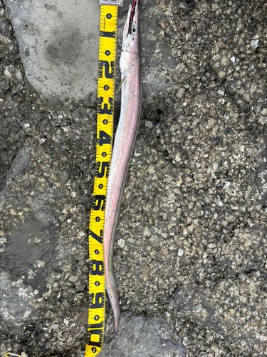 ハモの釣果