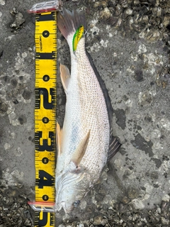 シログチの釣果