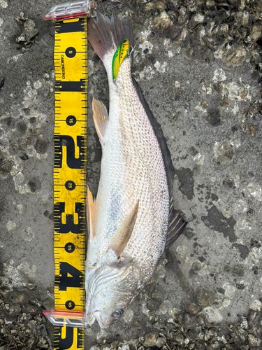 シログチの釣果
