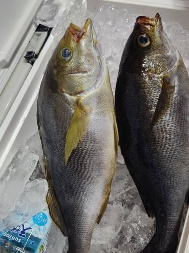 イサキの釣果