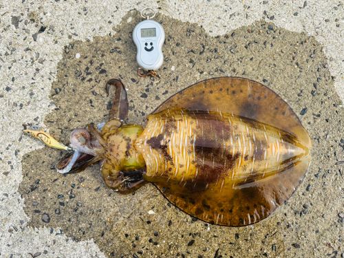 アオリイカの釣果