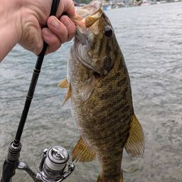 スモールマウスバス