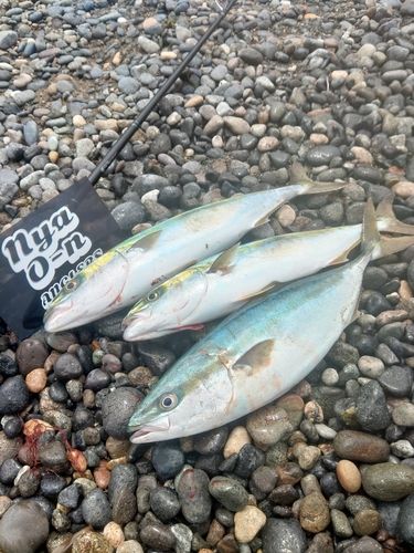 フクラギの釣果