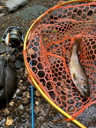 イワナの釣果