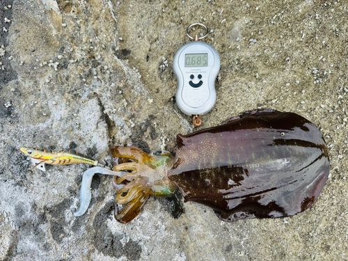 アオリイカの釣果