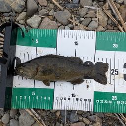 スモールマウスバス