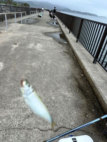 サッパの釣果