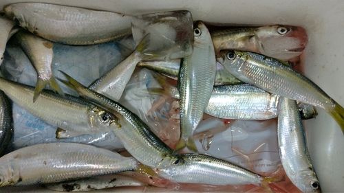 サッパの釣果
