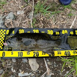 スモールマウスバス