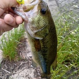 ラージマウスバス