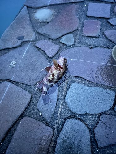 カサゴの釣果