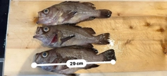 メバルの釣果