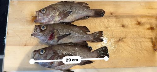 メバルの釣果