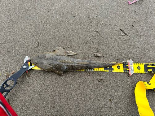 マゴチの釣果