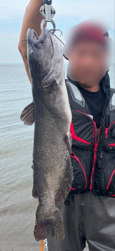 アメリカナマズの釣果