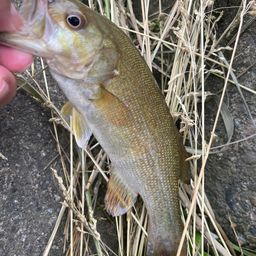 スモールマウスバス