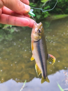 カワムツの釣果