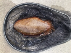 モンゴウイカの釣果