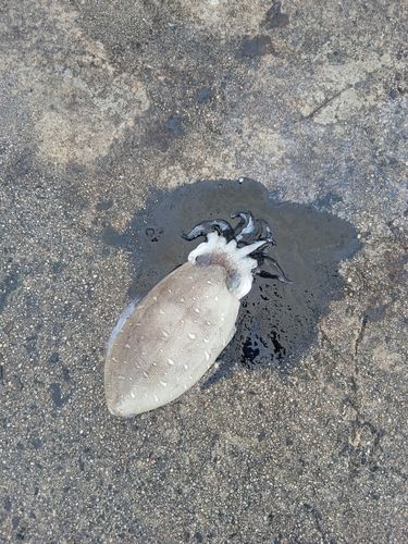 コウイカの釣果