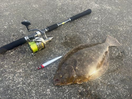ヒラメの釣果