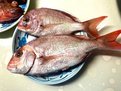 タイの釣果
