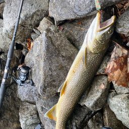 レイクトラウト