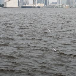 カタクチイワシ