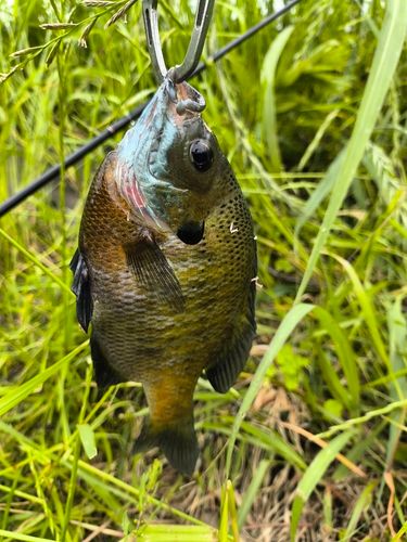 ラージマウスバスの釣果