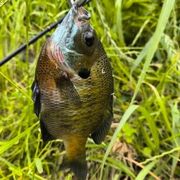 ラージマウスバス