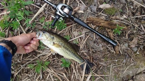 ブラックバスの釣果