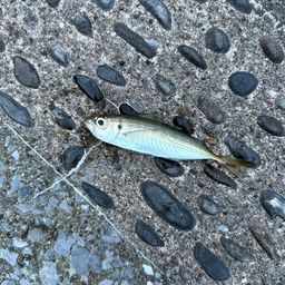アジ