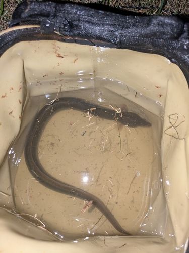 ウナギの釣果