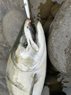 サクラマスの釣果