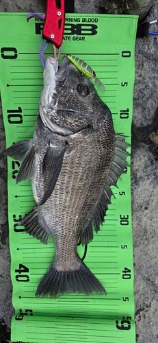 チヌの釣果