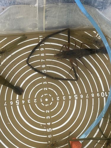 テナガエビの釣果