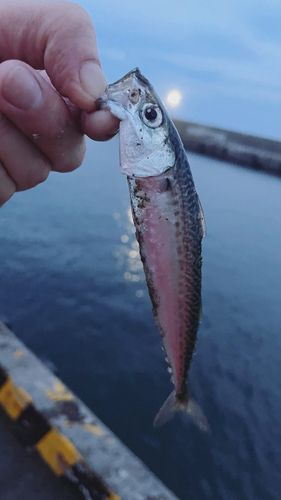 マサバの釣果