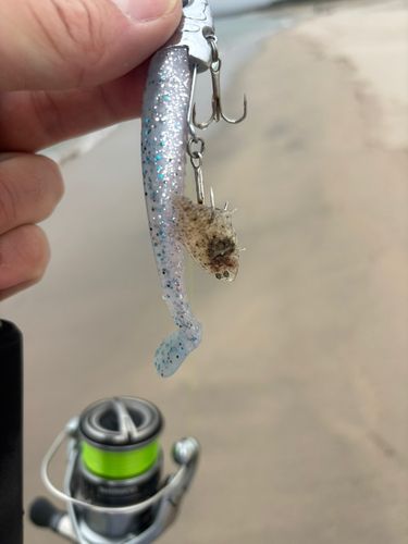 エイの釣果