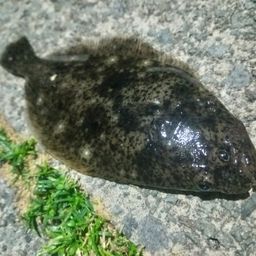 ヒラメ