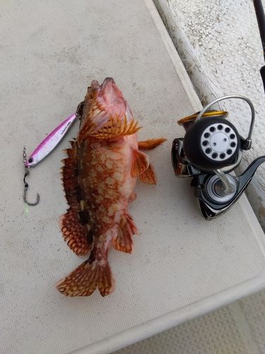 カサゴの釣果