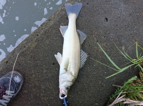 セイゴ（マルスズキ）の釣果