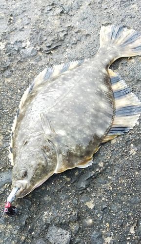 ヌマガレイ